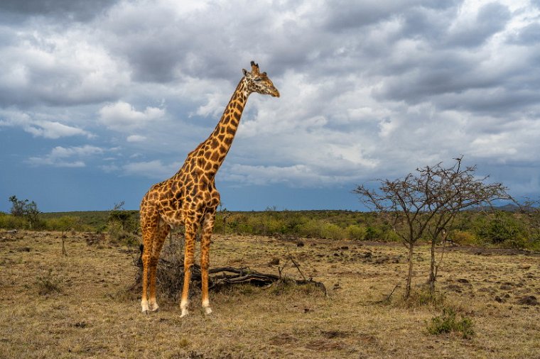 037 Masai Mara, giraf.jpg